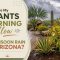 Why Are My Plants Turning Yellow After Monsoon Rain In Arizona?