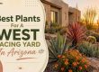 Best Plants For A West Facing Yard In Arizona