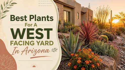 Best Plants For A West Facing Yard In Arizona
