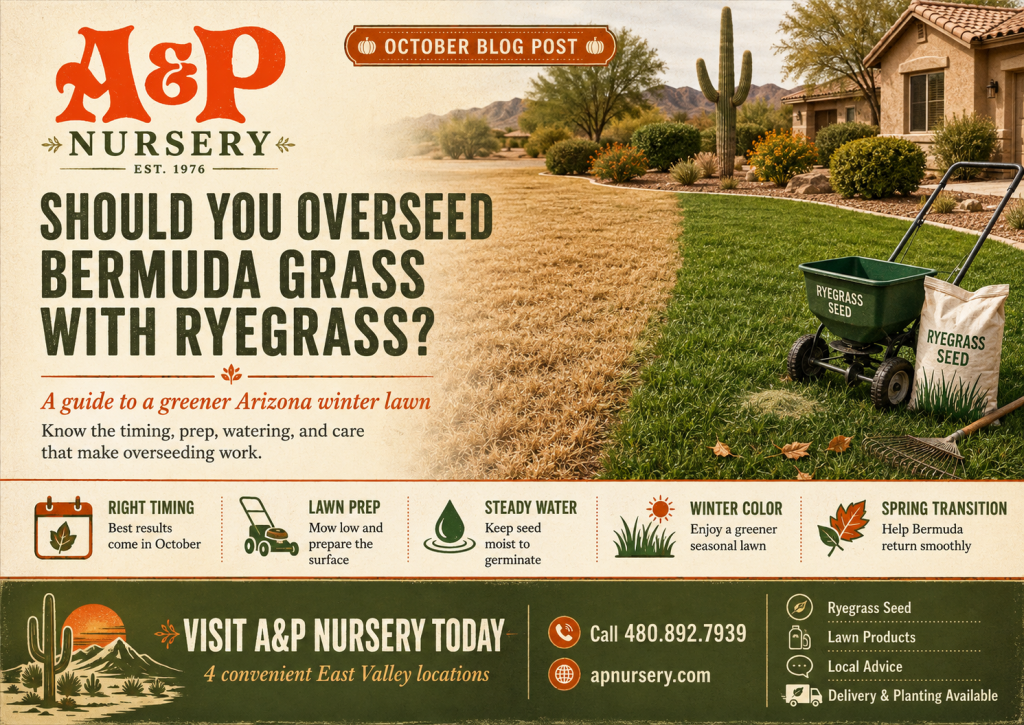 Should You Overseed Bermuda Grass With Ryegrass?