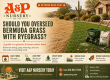 Should You Overseed Bermuda Grass With Ryegrass?