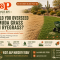 Should You Overseed Bermuda Grass With Ryegrass?